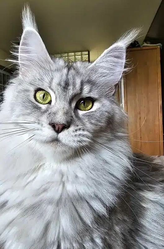 Nos femelles Maine Coon