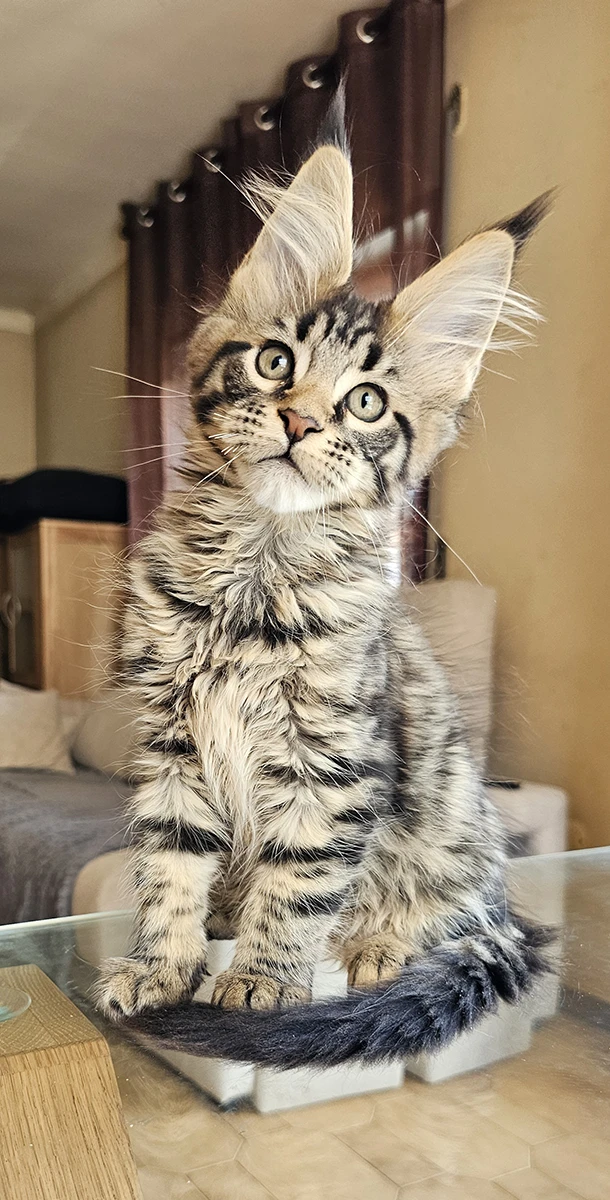 Addawei Tinysilvercat — mâle brown mackerel 3 mois, marquage exceptionnel, lignée Evaddhia (par Julie Dumas) — TinySilverCat