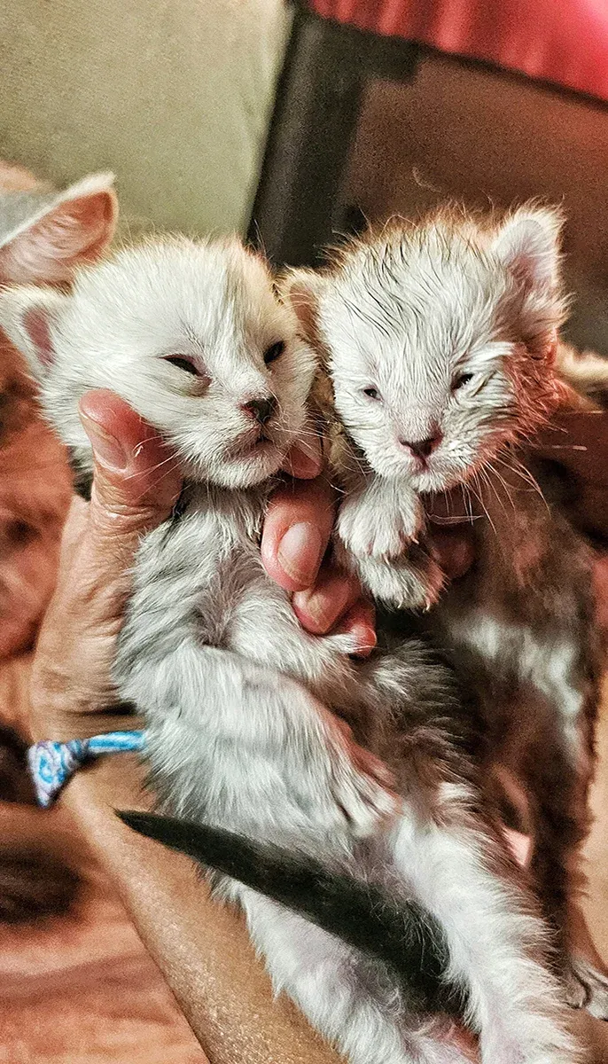 Deux chatonnes nouveau-nées dans les mains, yeux à peine ouverts — promesse de futures lignées TinySilverCat