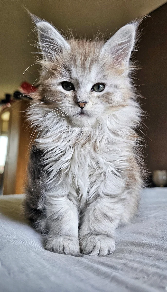 Usia TinySilverCat, femelle Maine Coon black silver mackerel tortie de 2 mois — profil et longues oreilles touffues