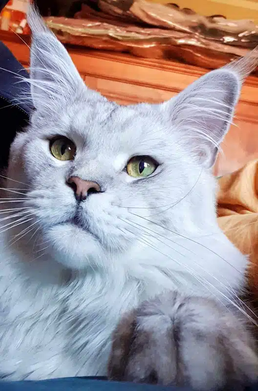Nos mâles Maine Coon