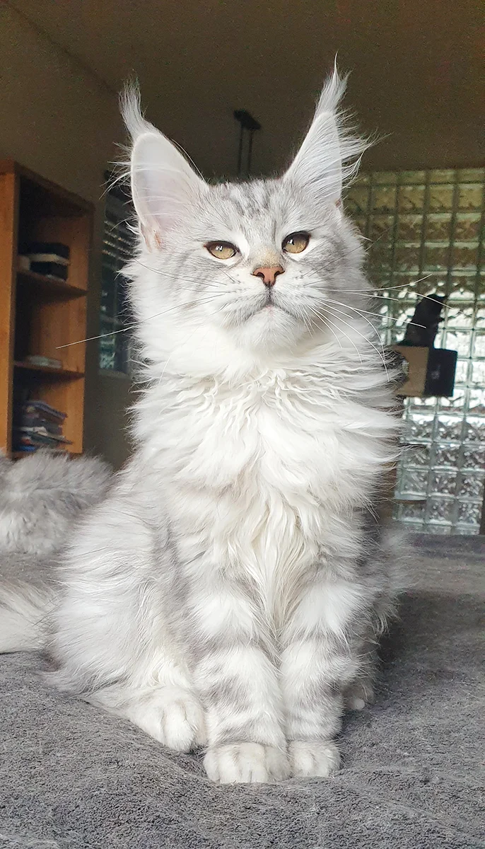Skotty TinySilverCat, mâle Maine Coon silver pâle de 4 mois, forte ossature et profil marqué
