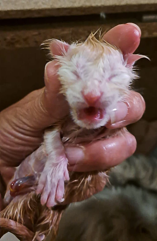 Le chaton Winchester, nouveau-né, hurlant dans une main, illustrant la naissance de notre tout premier maine coon red silver blotched à la chatterie.