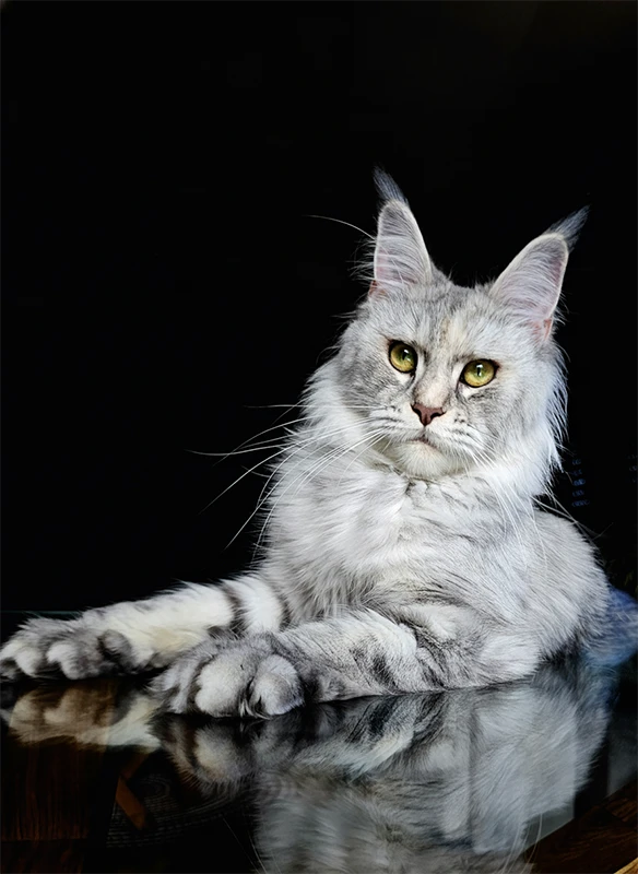Windie, femelle Maine Coon bleue silver tortie mackerel, posée sur une table en verre avec un regard calme et une silhouette élégante.