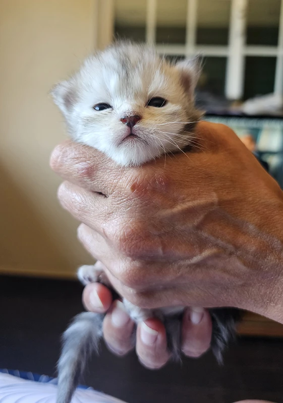 Willow Tinysilvercat, chatonne Maine Coon black silver claire âgée de quinze jours, tenue doucement dans une main, les yeux à peine ouverts et la robe déjà très claire.