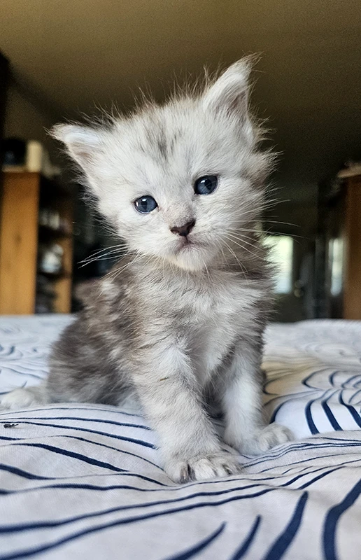 Willow Tinysilvercat, chatonne Maine Coon black silver claire âgée d’un mois, assise sur le lit, montrant déjà une robe claire malgré l’absence de profil et d’oreilles dressées.