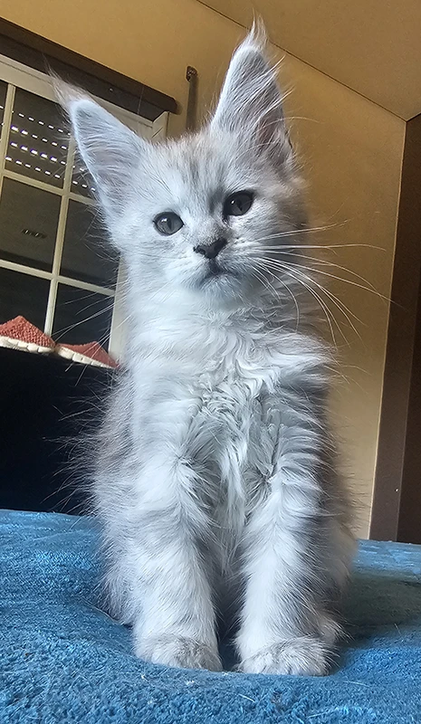 Willow Tinysilvercat, jeune chatonne Maine Coon black silver claire de trois mois, assise sur le lit dans la chambre, les oreilles dressées et le regard calme.