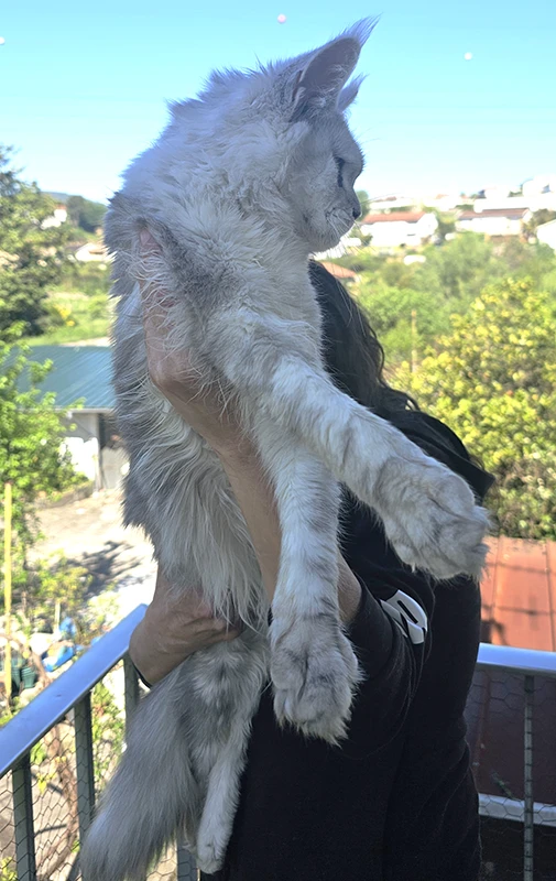 Willow Tinysilvercat, jeune chatonne Maine Coon black silver claire, tenue dans les bras sur le balcon en plein été, observant le paysage avec curiosité.