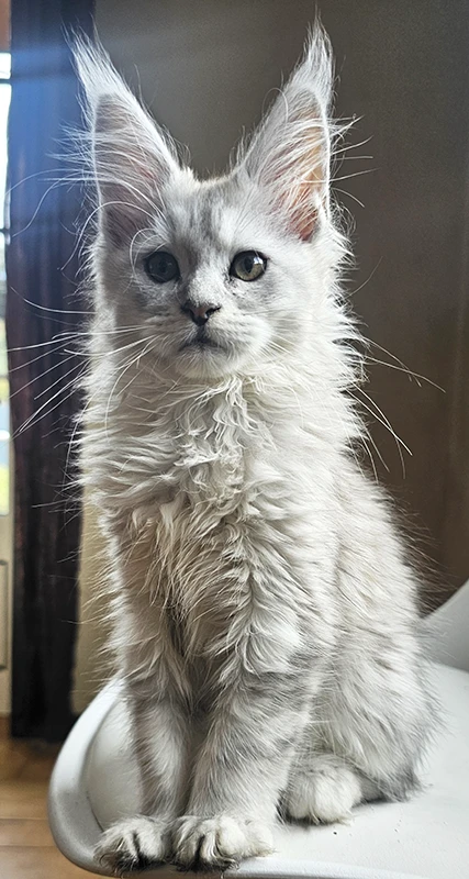 Willow Tinysilvercat, jeune chatonne Maine Coon black silver claire de quatre mois, assise sur une chaise, montrant déjà ses très grandes oreilles dressées et une expression curieuse.