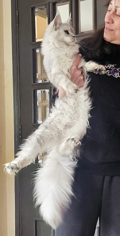 Willow Tinysilvercat, femelle Maine Coon black silver claire, tenue dans les bras, le corps étendu, laissant admirer la brillance et la longueur de sa robe argentée.