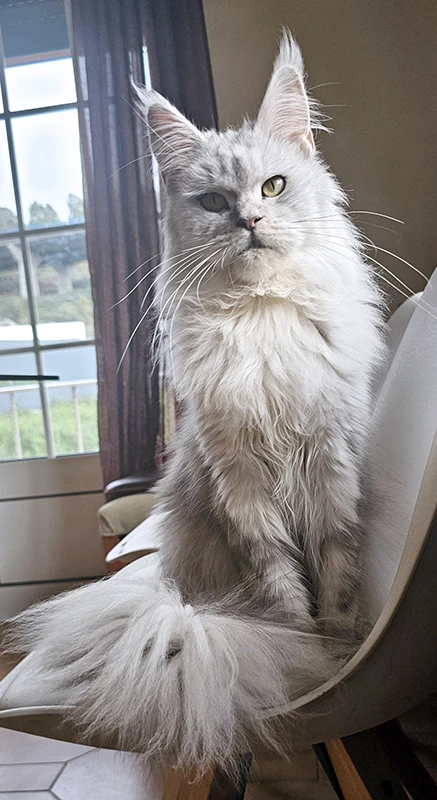 Willow Tinysilvercat, femelle Maine Coon black silver claire, assise sur une chaise près d’une fenêtre, éclairée par la lumière du jour, avec la queue gonflée et un regard doux mais attentif.