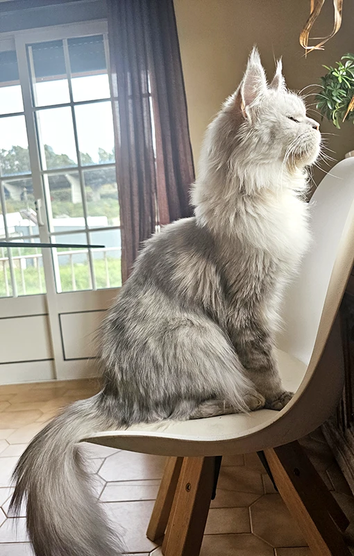 Willow Tinysilvercat, femelle Maine Coon black silver claire, assise sur une chaise près d’une fenêtre, observant l’extérieur, profil gauche éclairé par la lumière du jour.