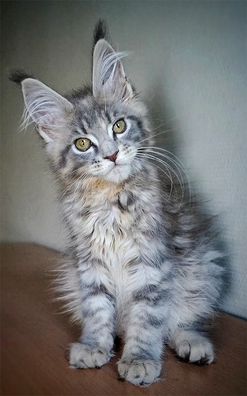 Chaton Maine Coon MCO g 23 assis, tête penchée et regard fixe, montrant déjà de longues oreilles typées.