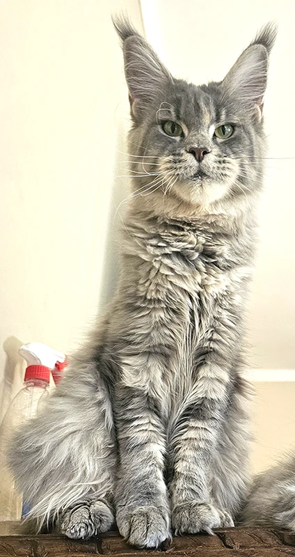 Femelle Maine Coon blue cream perchée sur un meuble, amaigrie après la lactation, avec un regard à la fois sauvage et tendre.