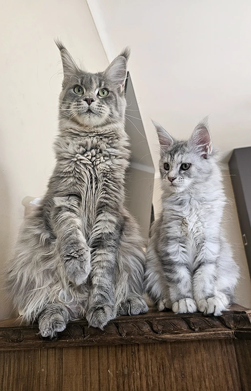 Umy, femelle Maine Coon bleue tortie mackerel, posant avec sa fille Windie sur un buffet, montrant une forte complicité mère-fille après le sevrage.