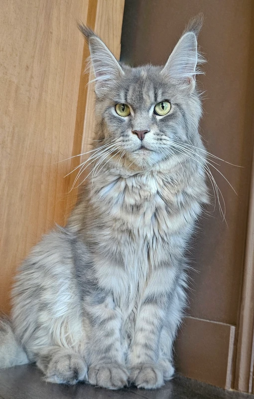 Umy, femelle Maine Coon bleue tortie mackerel, fatiguée en fin de gestation, assise dans un coin le regard perdu, proche du terme de sa première portée.