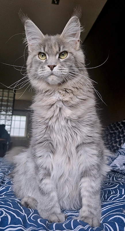 Femelle Maine Coon bleue tortie mackerel gestante, Umy Winehouse, reposant sur un lit pour sa première gestation, en période de nidification.