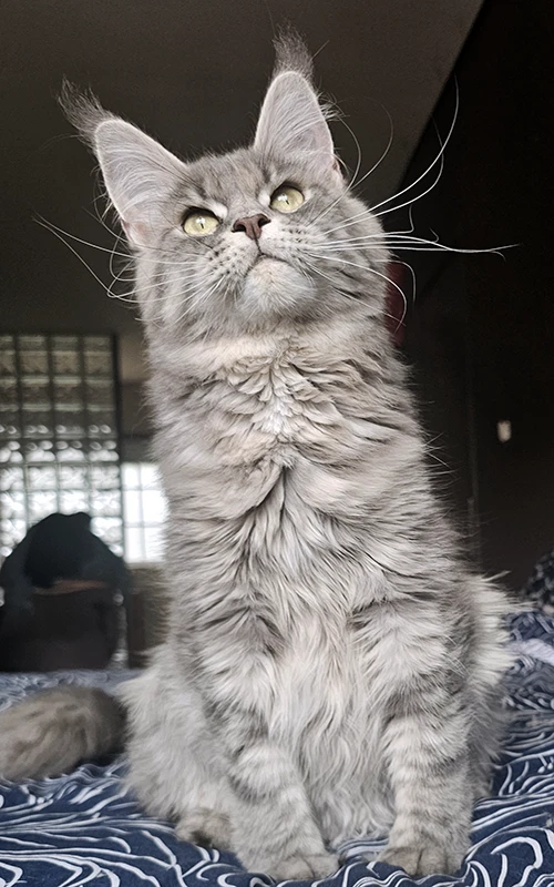 Umy, femelle Maine Coon bleue tortie mackerel, agitée sur le lit juste avant la mise bas, regardant vers le haut en cherchant du soutien avant la naissance de Winchester.