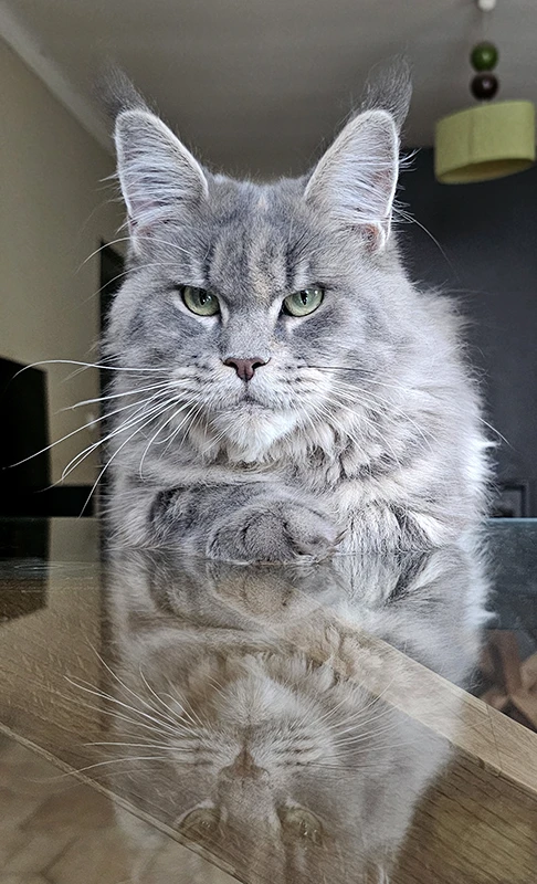 Femelle Maine Coon MCO g 23 posant sur une table en verre, éclairée par une lumière froide d’automne, avec son reflet visible sous elle.