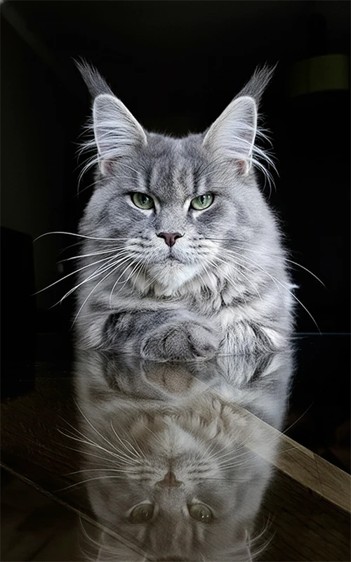 Umy Winehouse illustrant la transmission de son "regard sauvage" et de sa "proximité humaine" à ses chatons, une signature de la lignée Tinysilvercat.