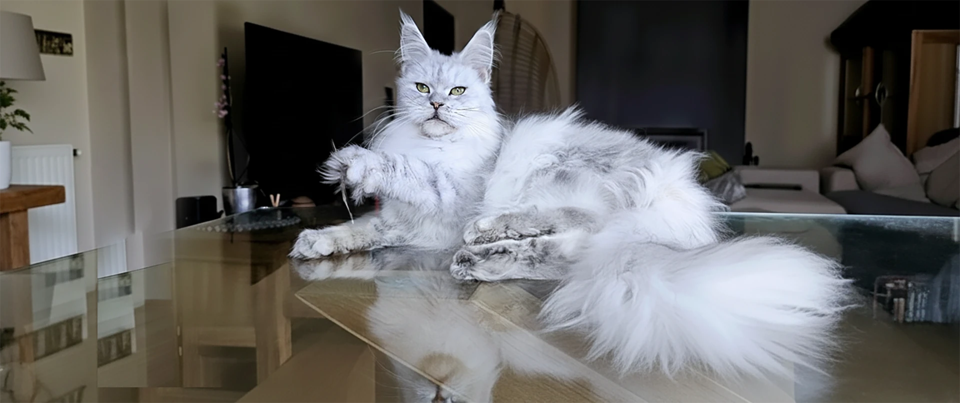 Portrait d’une femelle Maine Coon black silver claire nommée Willow Tinysilvercat, debout sur une table, regard vers l’objectif, fond noir.