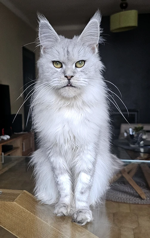 Willow Tinysilvercat, femelle Maine Coon black silver claire, assise sur la table du salon, fixant l’objectif droit devant elle avec ses grandes oreilles dressées et son regard doré.
