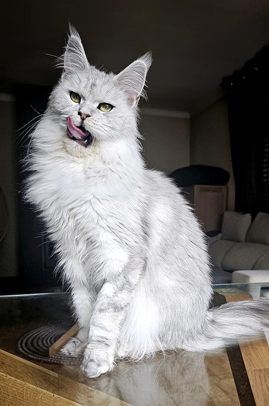 Willow Tinysilvercat, femelle Maine Coon black silver claire, assise sur la table du salon, la tête haute et les oreilles dressées, captée en train de tirer la langue avec un regard vif.