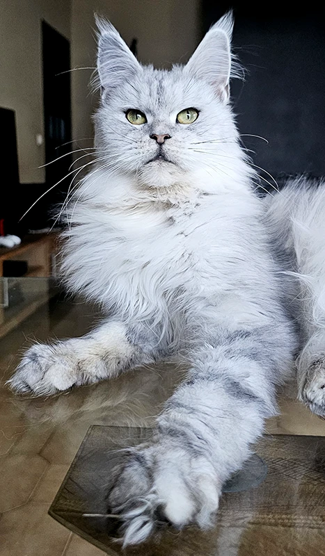 Portrait rapproché de Willow Tinysilvercat, femelle Maine Coon black silver claire, allongée sur la table du salon avec les pattes tendues et la tête droite tournée vers l’objectif.