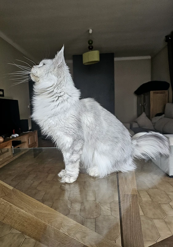 Willow Tinysilvercat, femelle Maine Coon black silver claire, photographiée de profil droit sur la table du salon, mettant en évidence son museau long, ses moustaches fines et la brillance argentée de sa robe.