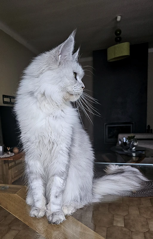 Willow Tinysilvercat, femelle Maine Coon black silver claire, assise sur la table du salon, tournée de profil gauche, mettant en valeur son museau droit et ses longues oreilles typées.