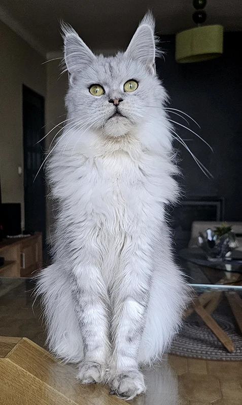 Portrait droit de Willow Tinysilvercat, femelle Maine Coon black silver mackerel claire, assise sur la table du salon avec une collerette épaisse et un regard doré perçant.