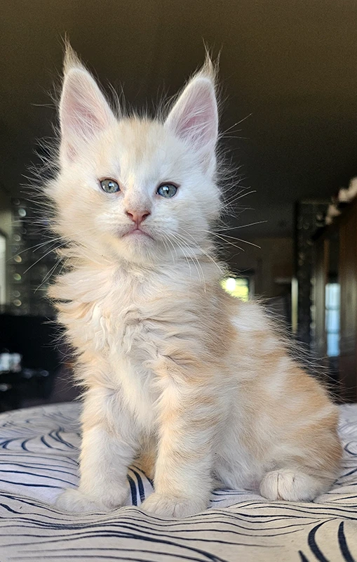 Chaton Maine Coon Winchester à 1.5 mois, se tenant fièrement sur une chaise, montrant son extraordinaire port d'oreilles qui a défini son avenir d'étalon.