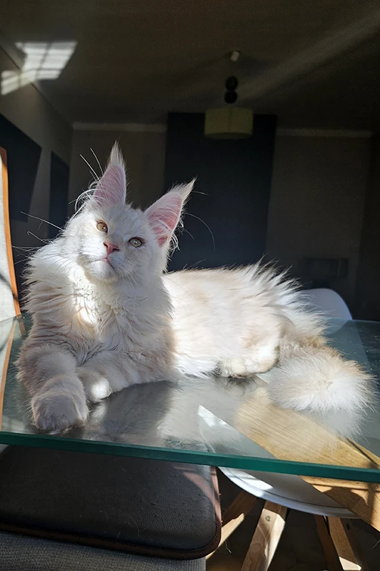 Winchester, notre étalon maine coon red silver, à 8 mois, allongé majestueusement de tout son long, les pattes croisées, illustrant son caractère parfaitement équilibré et sociabilisé.
