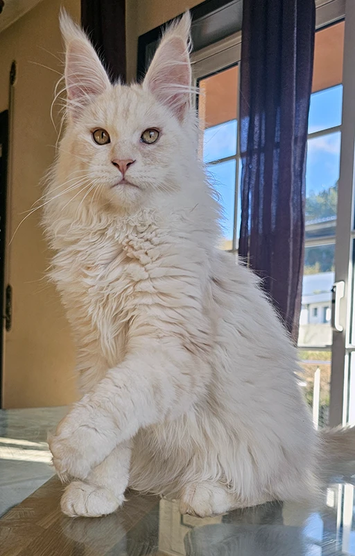 Winchester, notre étalon maine coon red silver blotched, photographié à 4 mois sur une table, montrant l'évolution de son gros gabarit et de son museau épais.