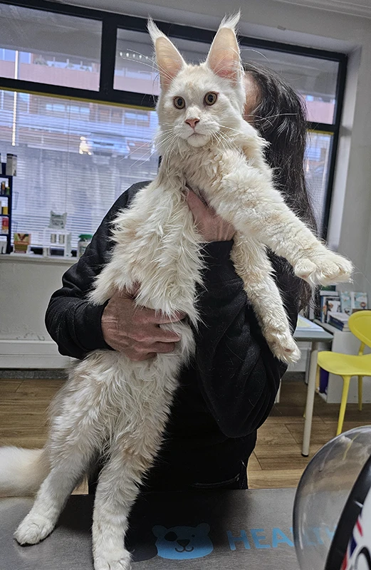 Winchester, notre étalon maine coon red silver blotched de 6 mois, lors d'une visite vétérinaire, impressionnant par son "gros gabarit" grand et long.