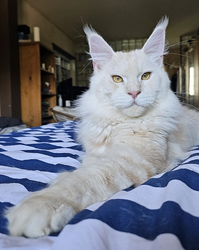 Notre étalon maine coon red silver tabby, Winchester, à 15 mois, assis sur un lit avec un regard franc, montrant l'évolution spectaculaire de sa robe.