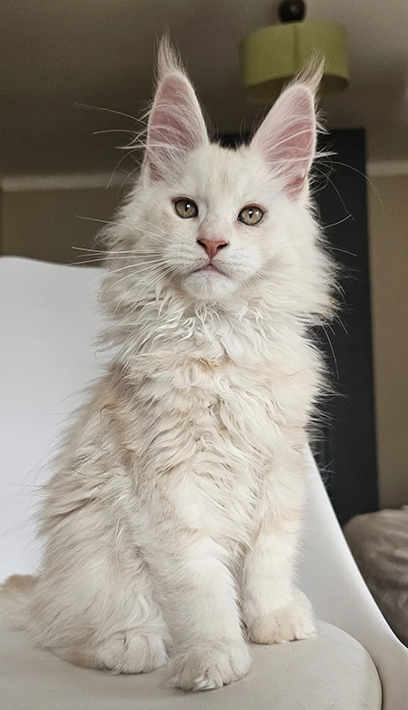 Winchester, notre étalon maine coon red silver tabby, photographié à 3 mois, se tenant fièrement sur une chaise avec un magnifique port d'oreilles et un regard direct.