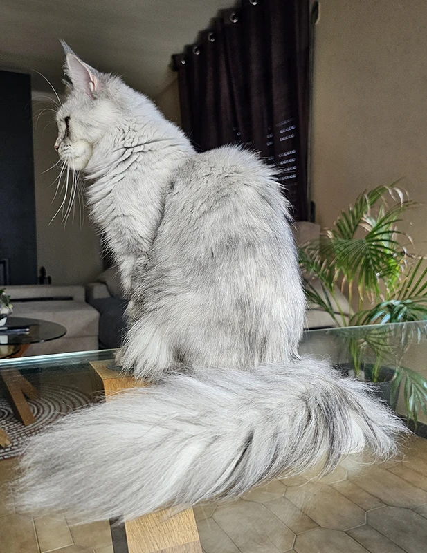 Windie, femelle Maine Coon bleue silver tortie mackerel de 13 mois, assise de profil sur une table avec une robe très claire et une queue longue et fournie.