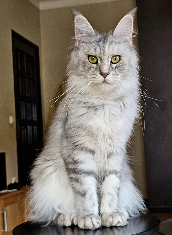 Windie, femelle Maine Coon bleue silver tortie mackerel de 13 mois, assise sur un tabouret avec un regard franc, des oreilles hautes et une robe silver très claire.