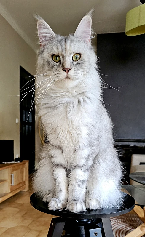 Windie, femelle Maine Coon bleue silver tortie mackerel de 13 mois, posée face à l’objectif avec une robe claire et un regard très expressif.