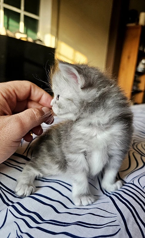 Windie, chatonne Maine Coon bleue silver tortie mackerel de 1 mois, photographiée de profil dans son cocon de naissance, posée sur le lit et interagissant avec une main humaine.