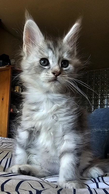Windie, chatonne Maine Coon bleue silver tortie de 1 mois et demi, assise sur un lit dans la chambre, pelage encore duveteux et oreilles déjà longues, photographiée dans son cocon de naissance.