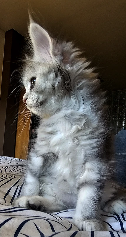 Profil de Windie, chatonne Maine Coon bleue silver tortie mackerel âgée d’un mois et demi, pelage encore duveteux et tête tournée vers la lumière, dans la chambre où elle est née.
