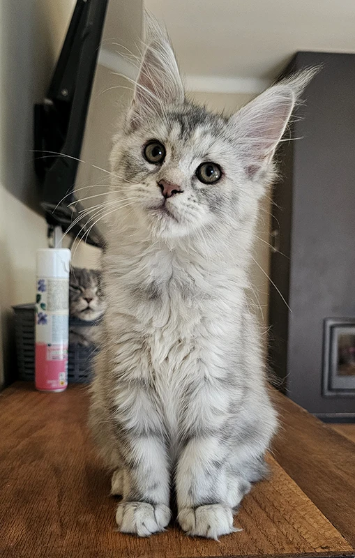 Chatonne Maine Coon bleue silver tortie mackerel de 2 mois, assise droite sur un meuble en bois, oreilles très longues et regard curieux, future reproductrice Windie Tinysilvercat.