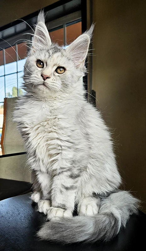 Windie, jeune femelle Maine Coon bleue silver tortie mackerel de 3 mois, assise sur un tabouret dans la salle à manger, robe silver claire et oreilles déjà hautes.
