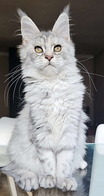 Windie, femelle Maine Coon bleue silver tortie mackerel de 8 mois, posant droite avec une expression attentive et des traits désormais féminins.