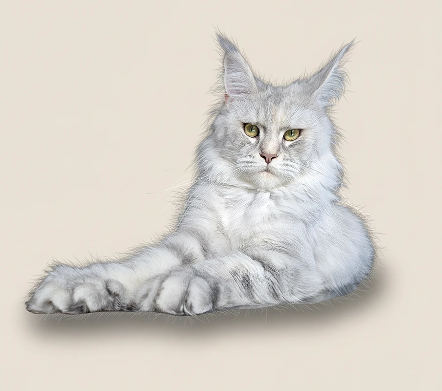 Portrait de Windie, femelle Maine Coon bleue silver tortie mackerel, posée calmement sur fond beige dans un rendu studio épuré.