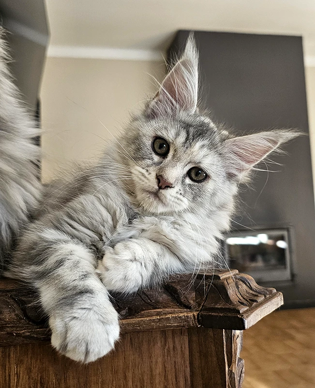Windie, jeune femelle Maine Coon bleue silver tortie mackerel de 3 mois, posée sur un meuble en bois à côté de sa mère hors champ.