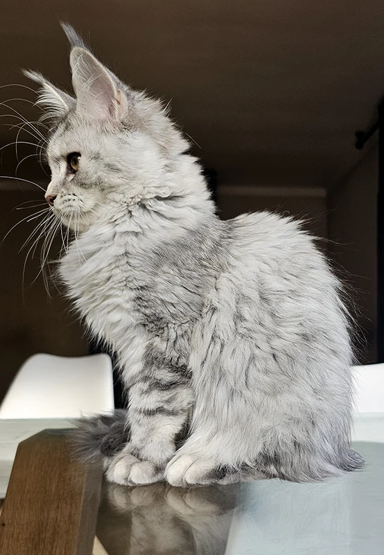 Windie, jeune femelle Maine Coon bleue silver tortie mackerel de 3 mois, photographiée de profil sur une table dans la salle à manger, robe silver très claire visible.