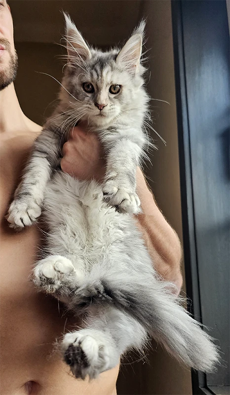 Windie, jeune femelle Maine Coon bleue silver tortie mackerel de 4 mois, tenue dans les bras d’une personne près d’une fenêtre, avec une expression calme.